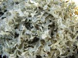 Flavocetraria nivalis. Часть слоевища. Иркутская обл., Бодайбинский р-н, левый борт долины р. Хомолхо, каменистый склон гольца на высоте более 1000 м н.у.м. 18.06.2008.