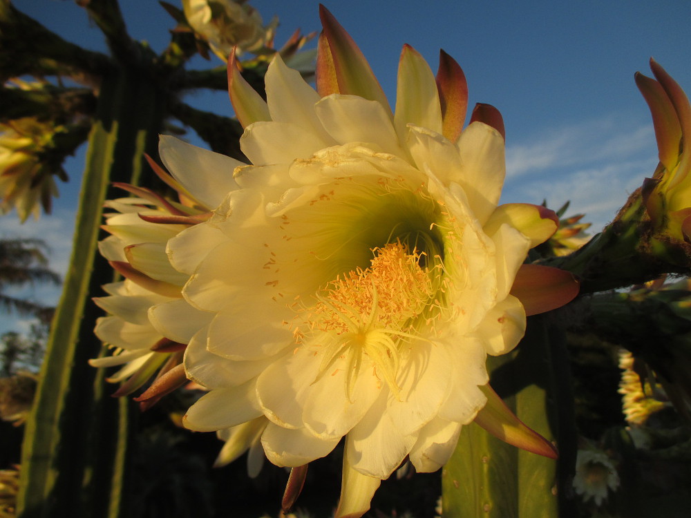 Изображение особи Cereus uruguayanus.