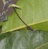 Petrea volubilis