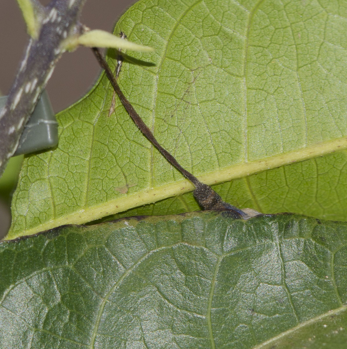 Image of Petrea volubilis specimen.