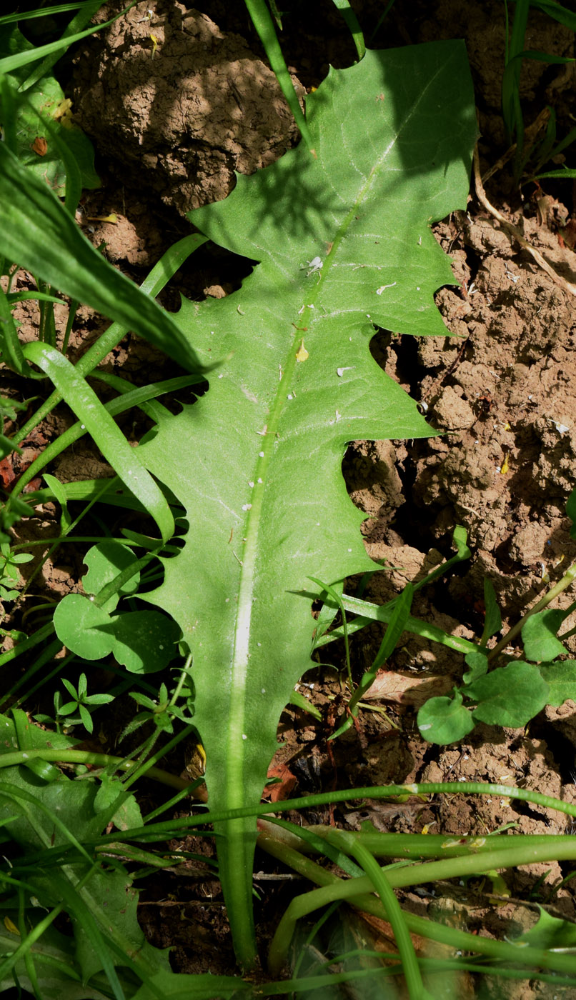 Изображение особи род Taraxacum.