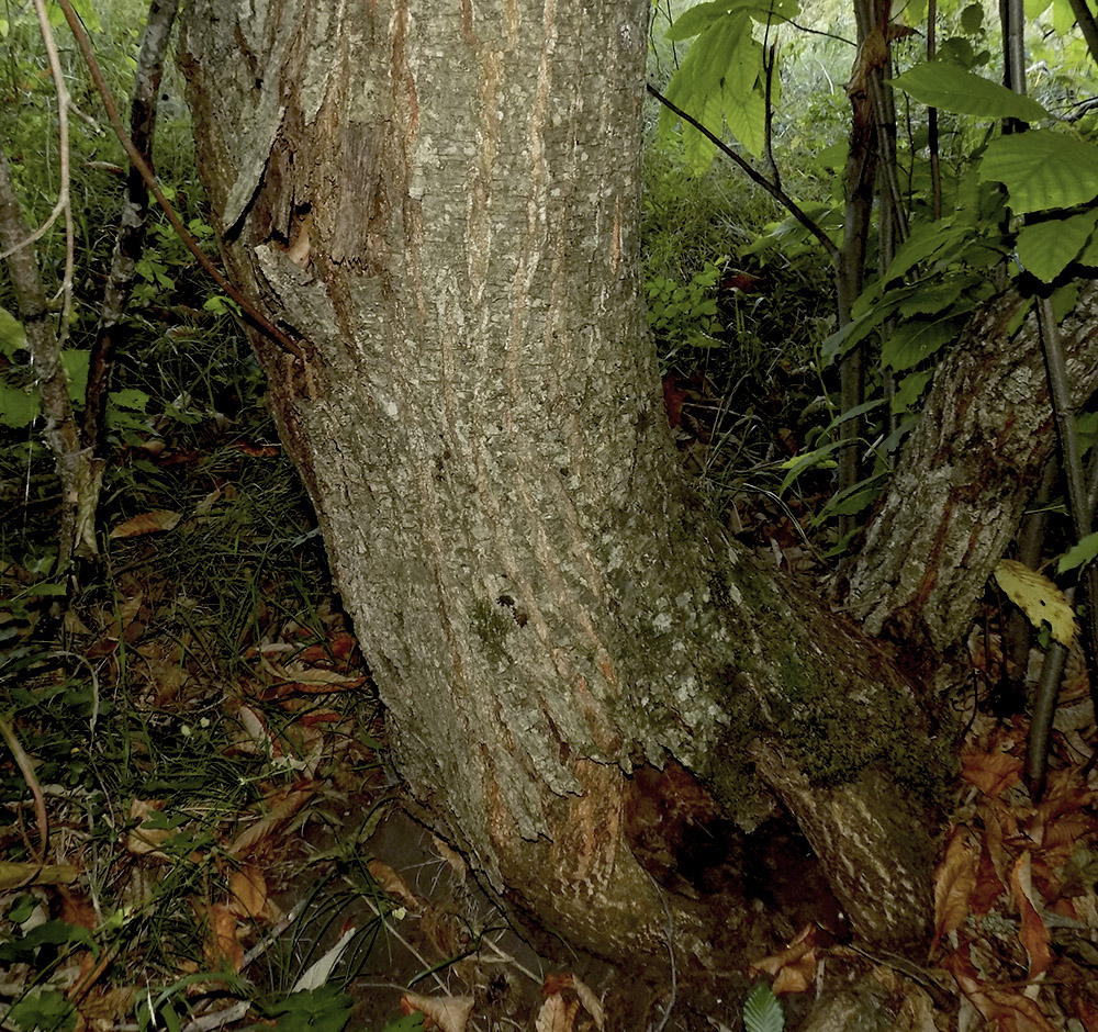 Image of Castanea sativa specimen.