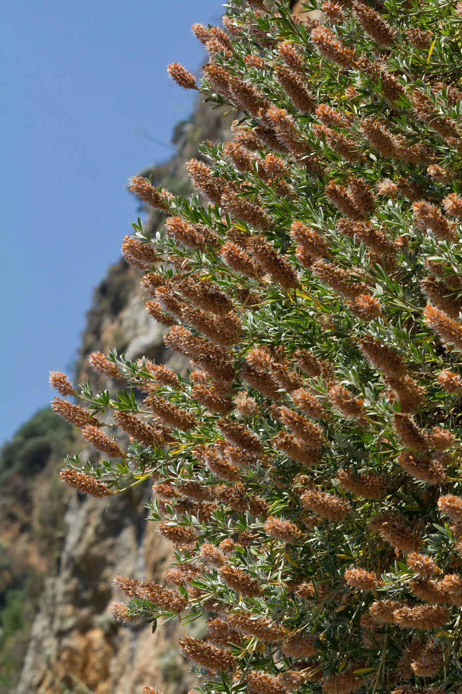 Image of Ebenus cretica specimen.