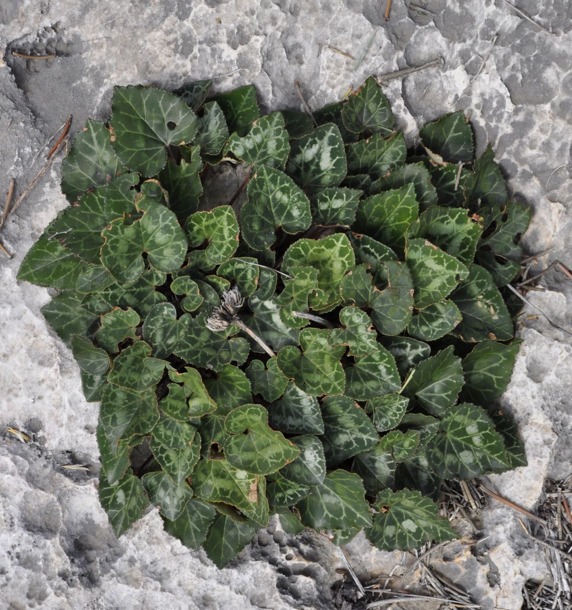 Image of Cyclamen graecum specimen.