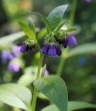 Symphytum asperum. Верхушка цветущего растения. Пермский край, г. Пермь, Свердловский р-н, территория кладбища \"Южное\", тополёвая роща, в культуре. 17.07.2017.