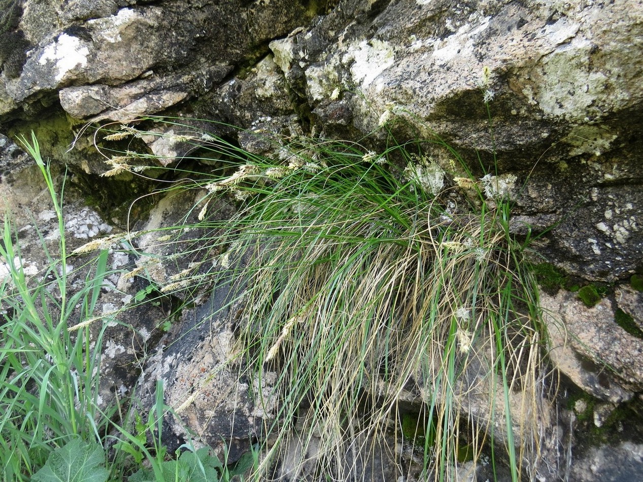 Изображение особи Carex koshewnikowii.