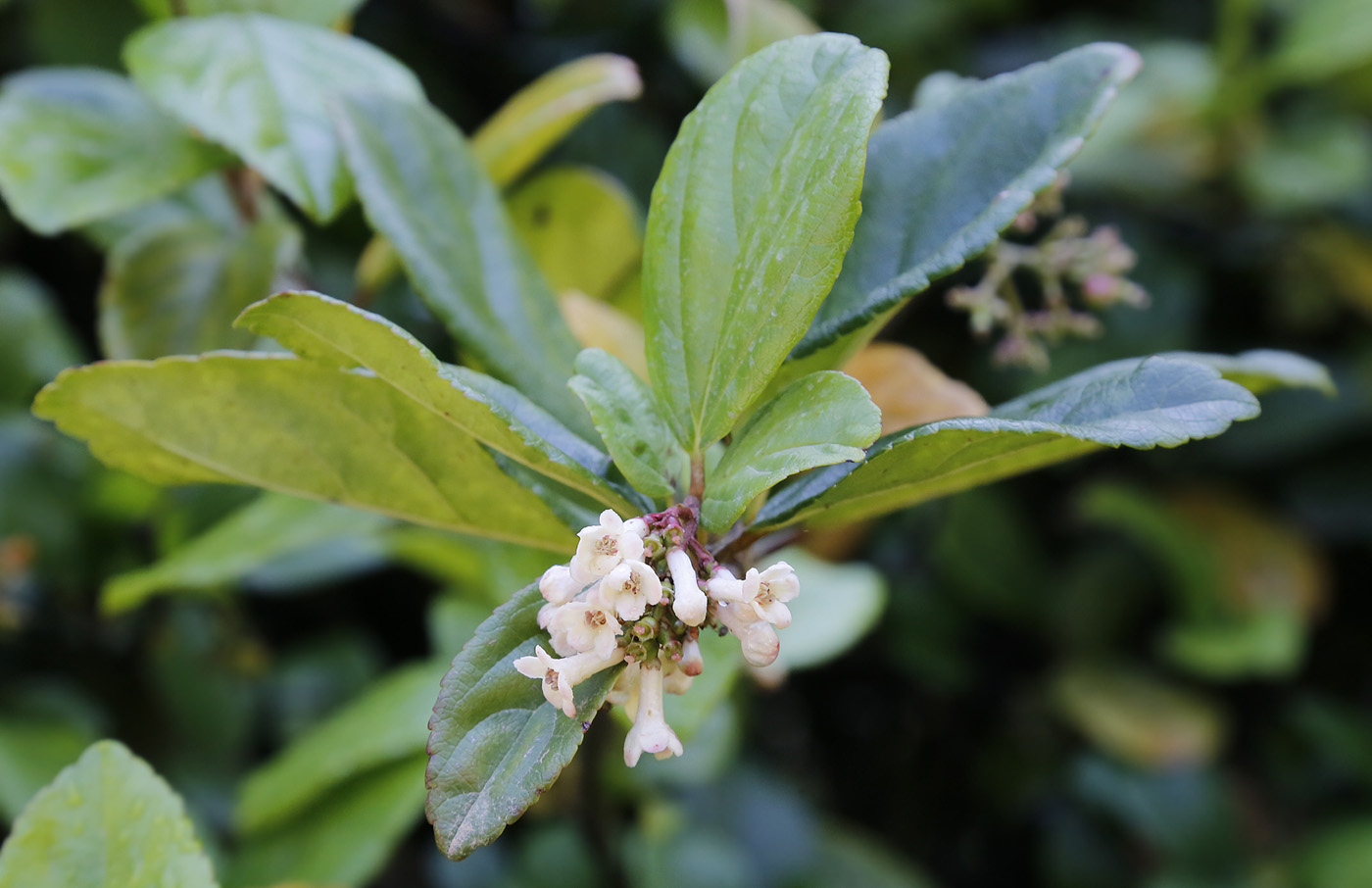 Image of genus Viburnum specimen.