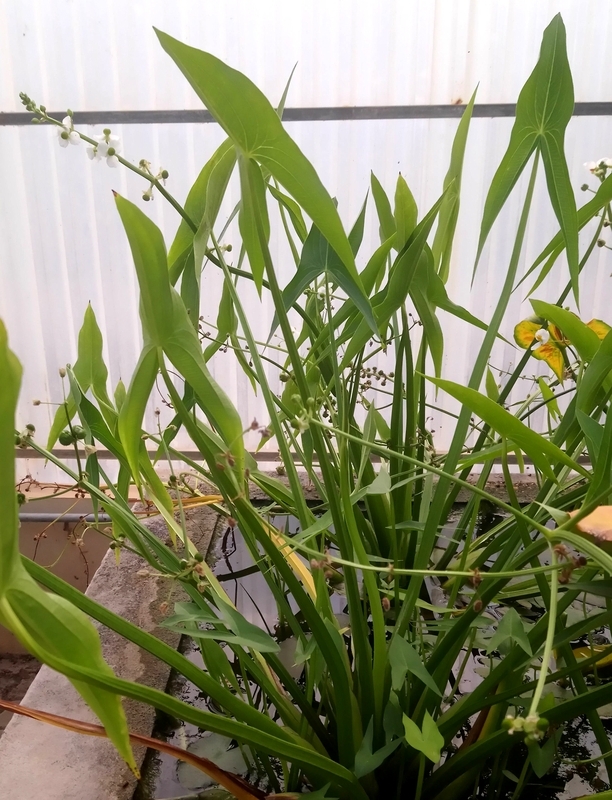 Image of Sagittaria trifolia specimen.