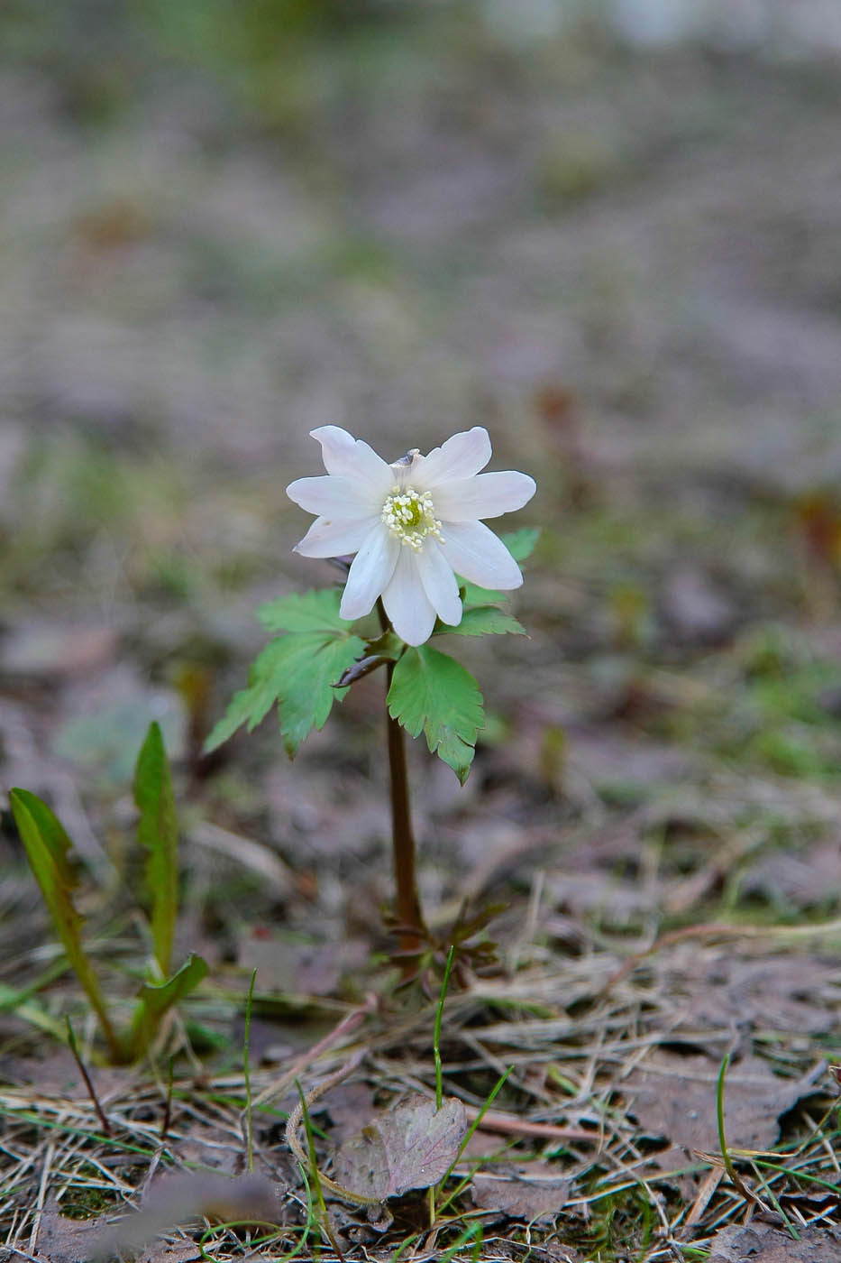 Изображение особи Anemone altaica.