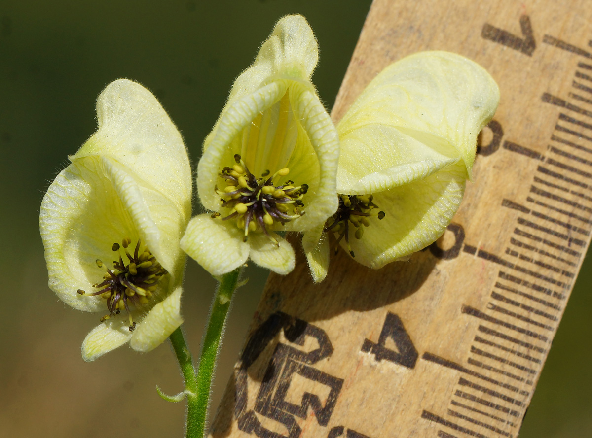 Image of Aconitum anthoroideum specimen.