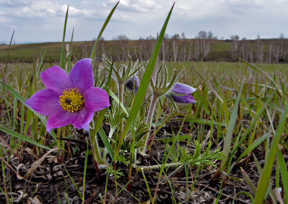 Изображение особи Pulsatilla turczaninovii.