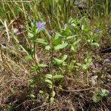 Anagallis foemina