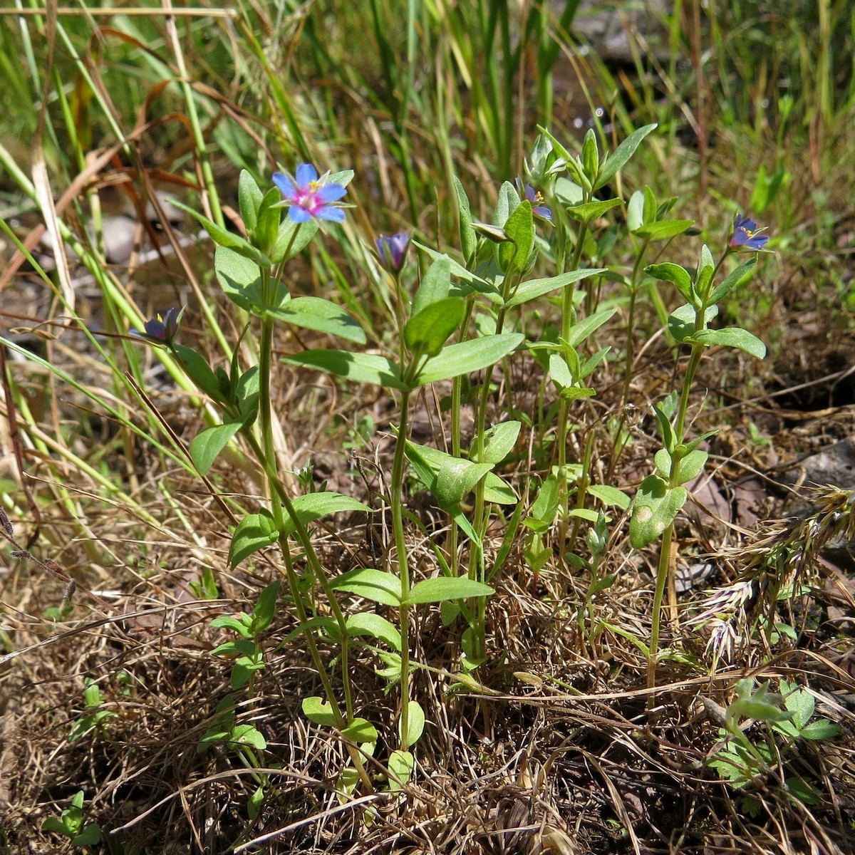 Изображение особи Anagallis foemina.