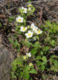 Potentilla inquinans. Цветущие растения. Якутия, Мирнинский р-н, окр. пос. Светлый, берег Вилюя. 02.06.2009.