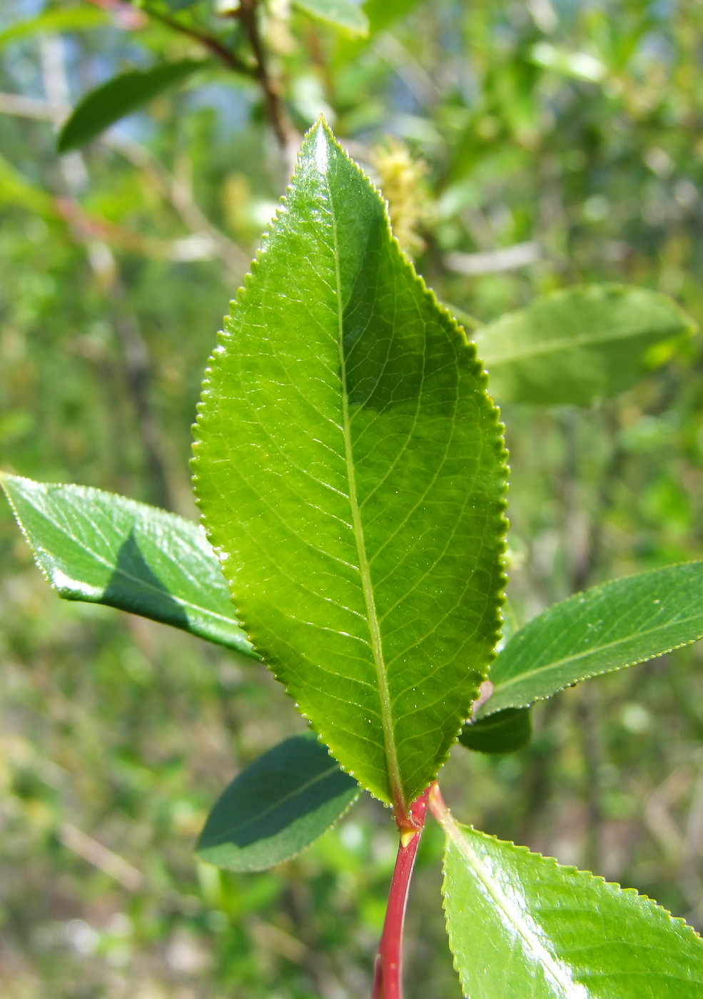 Image of Salix pseudopentandra specimen.