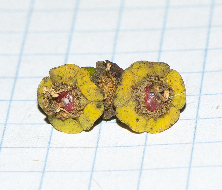 Image of Euphorbia cooperi specimen.