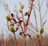 Salix schwerinii. Части ветвей с женскими соцветиями (характерные признаки для данного вида: листья нередко остаются до следующей весны; нижняя сторона листа белошелковистая с подвернутым краем). Магаданская обл., Ольский р-н, вблизи Ольской трассы, ивняк. 20.05.2018.