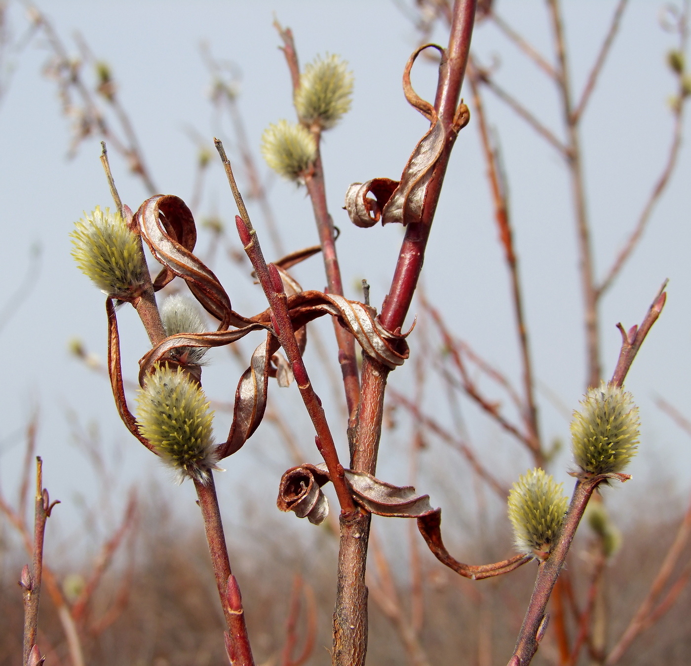 Изображение особи Salix schwerinii.