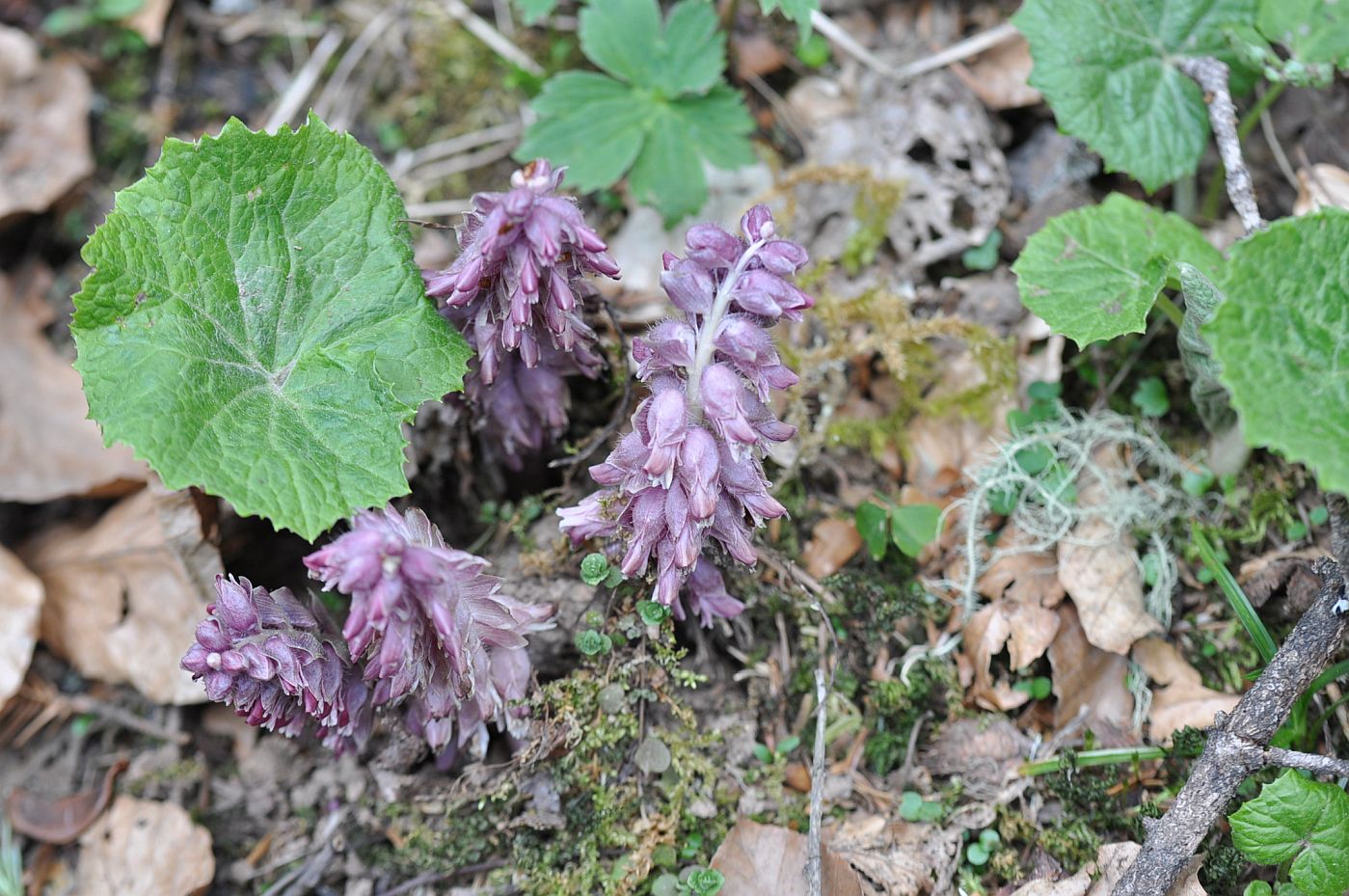 Image of Lathraea squamaria specimen.