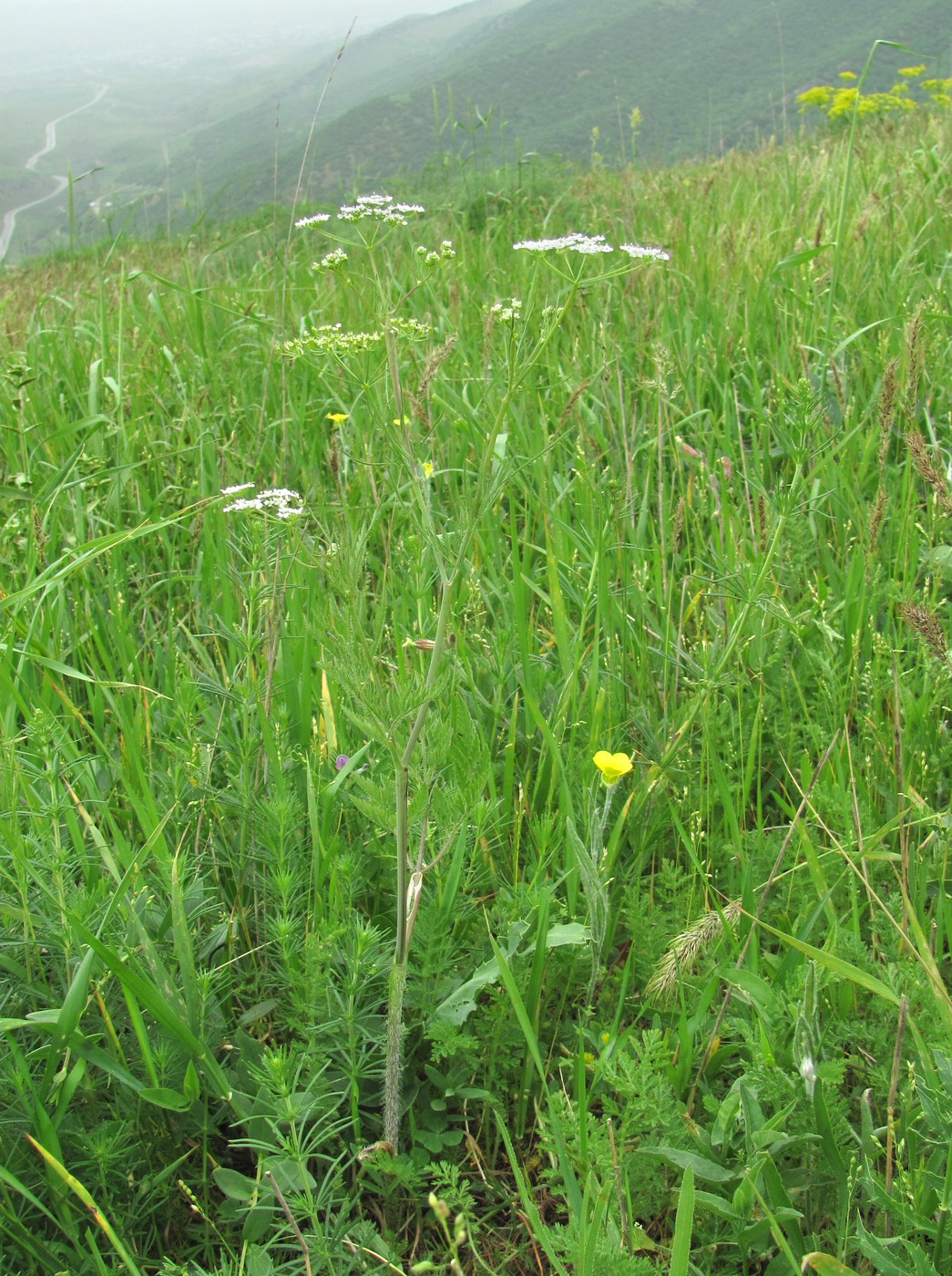 Изображение особи Chaerophyllum bulbosum.