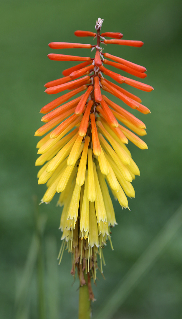 Изображение особи род Kniphofia.