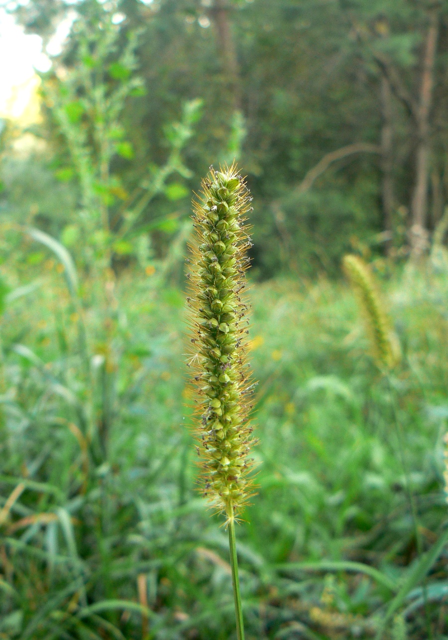 Image of Setaria pumila specimen.