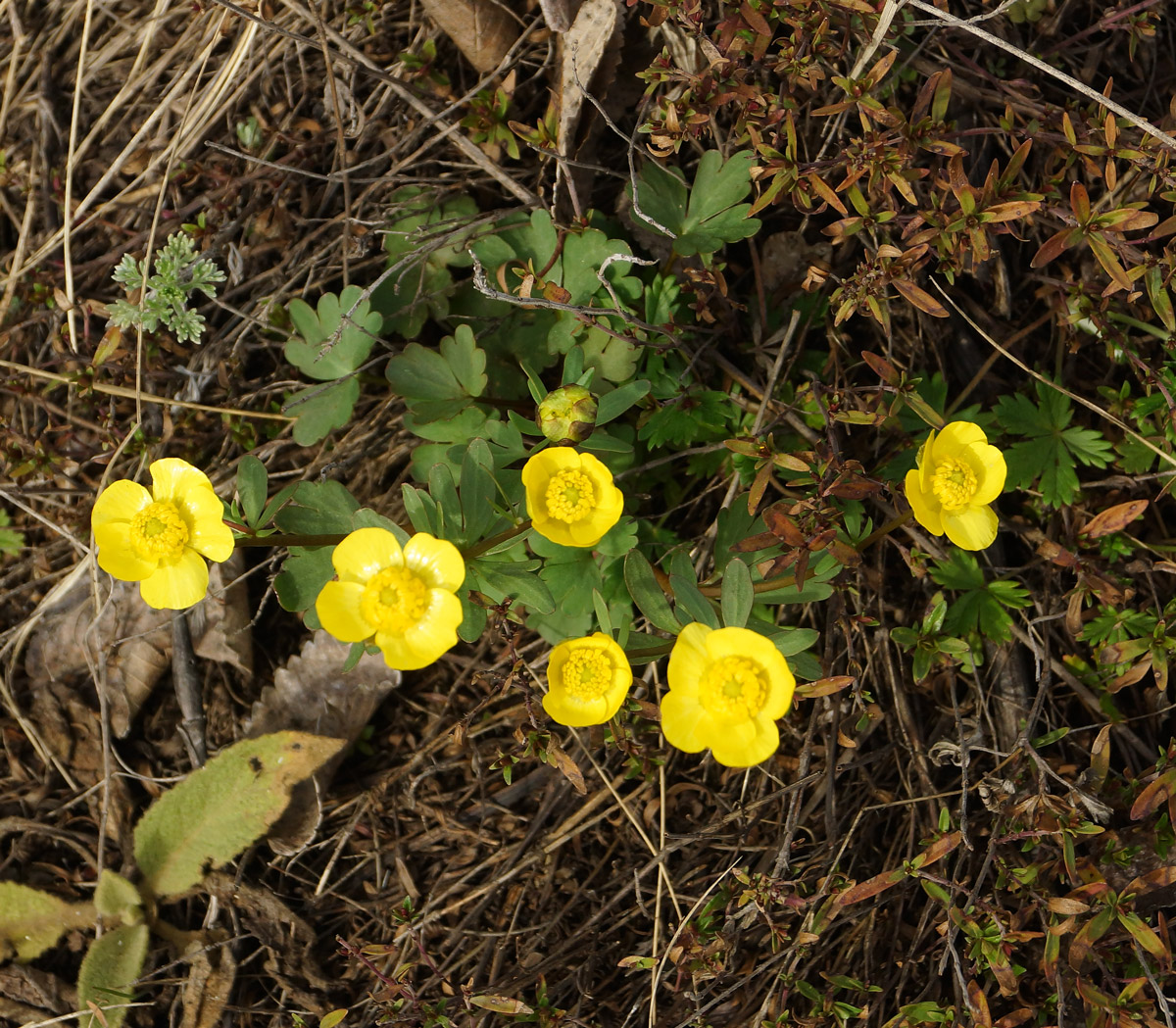 Изображение особи Ranunculus polyrhizos.