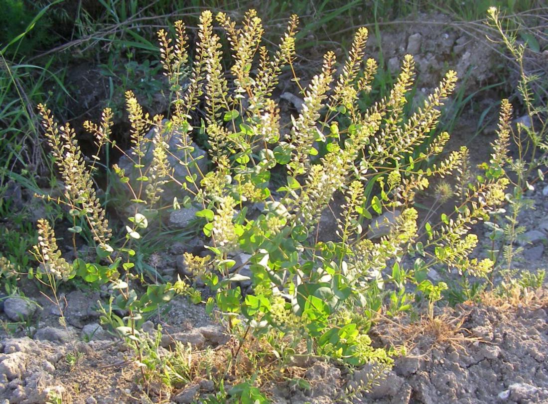 Изображение особи Lepidium perfoliatum.