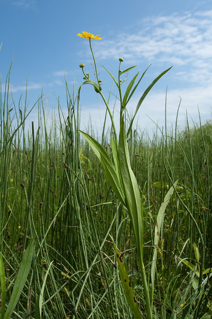 Image of Ranunculus lingua specimen.