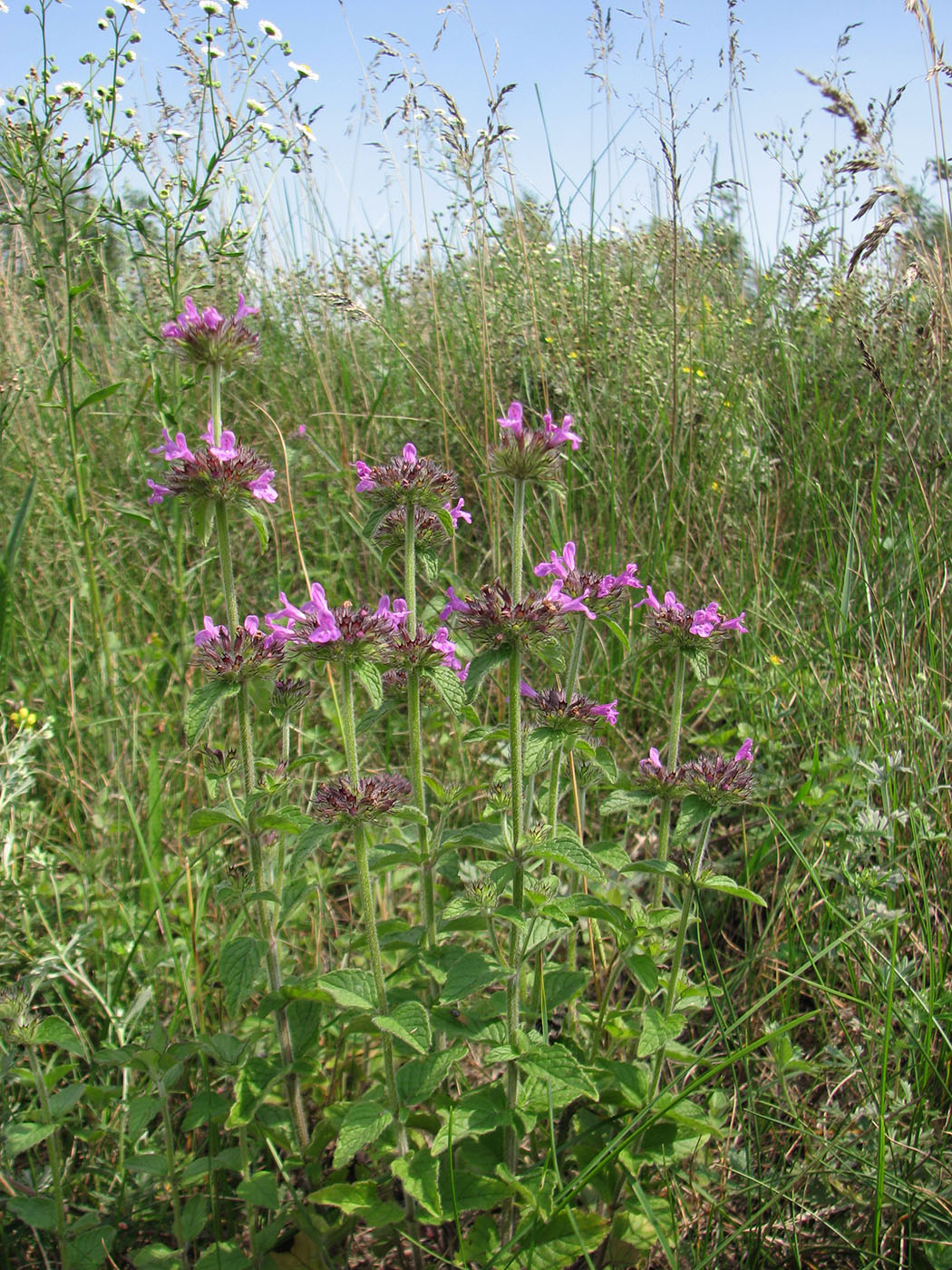 Image of Clinopodium vulgare specimen.