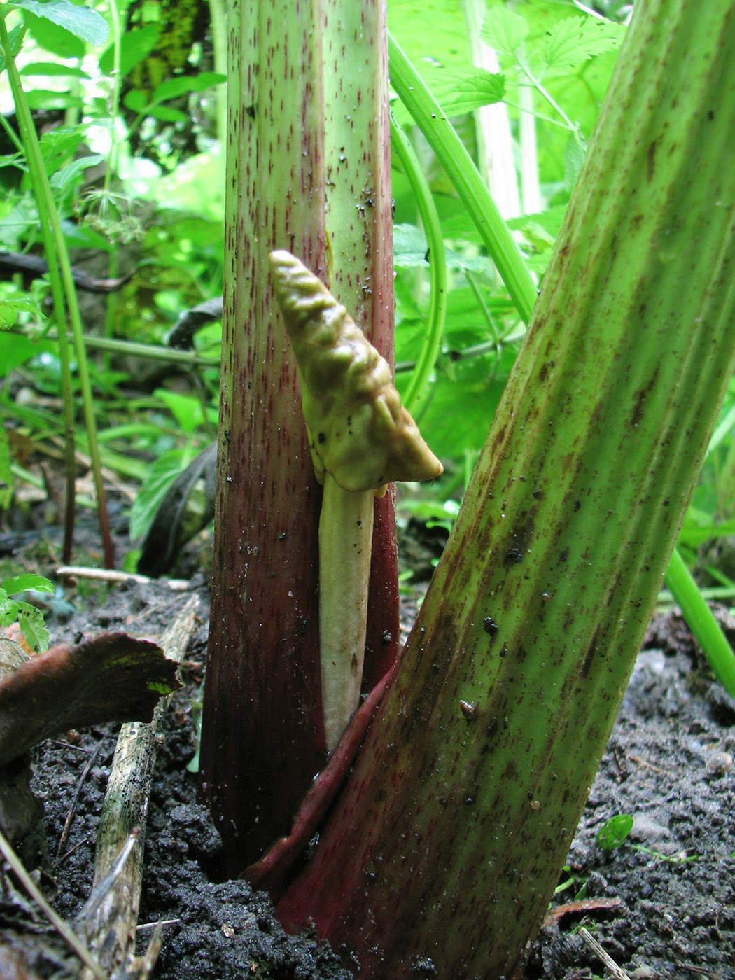 Изображение особи Petasites hybridus.