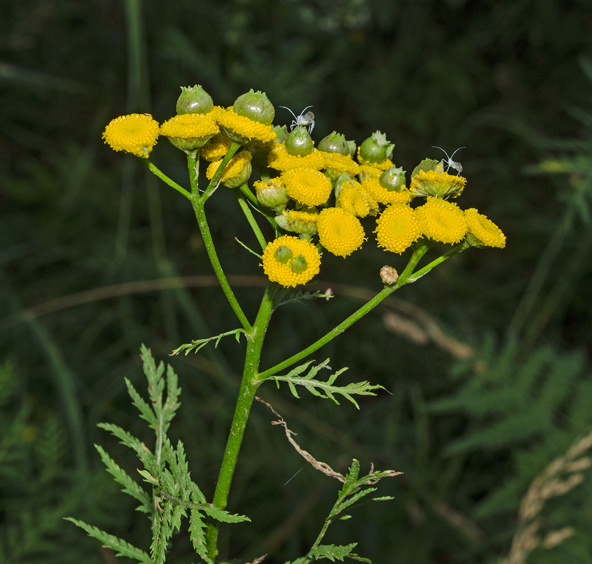 Изображение особи Tanacetum vulgare.