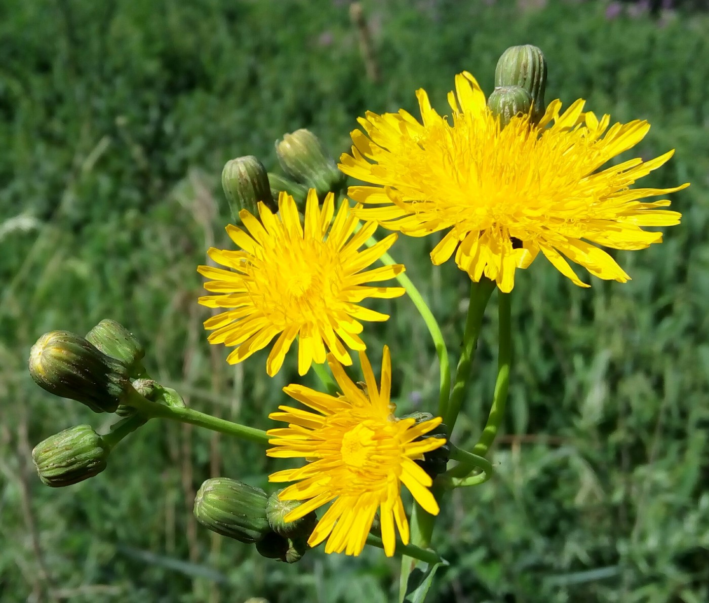 Image of Sonchus arvensis ssp. uliginosus specimen.