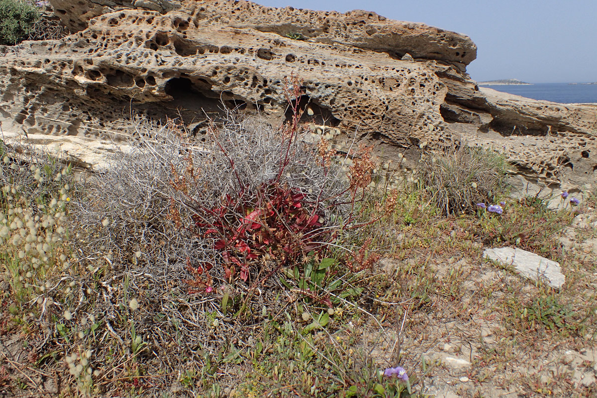 Image of Rumex tuberosus ssp. creticus specimen.