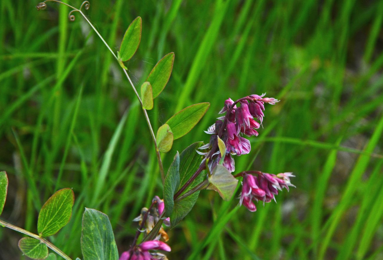 Изображение особи Lathyrus pisiformis.