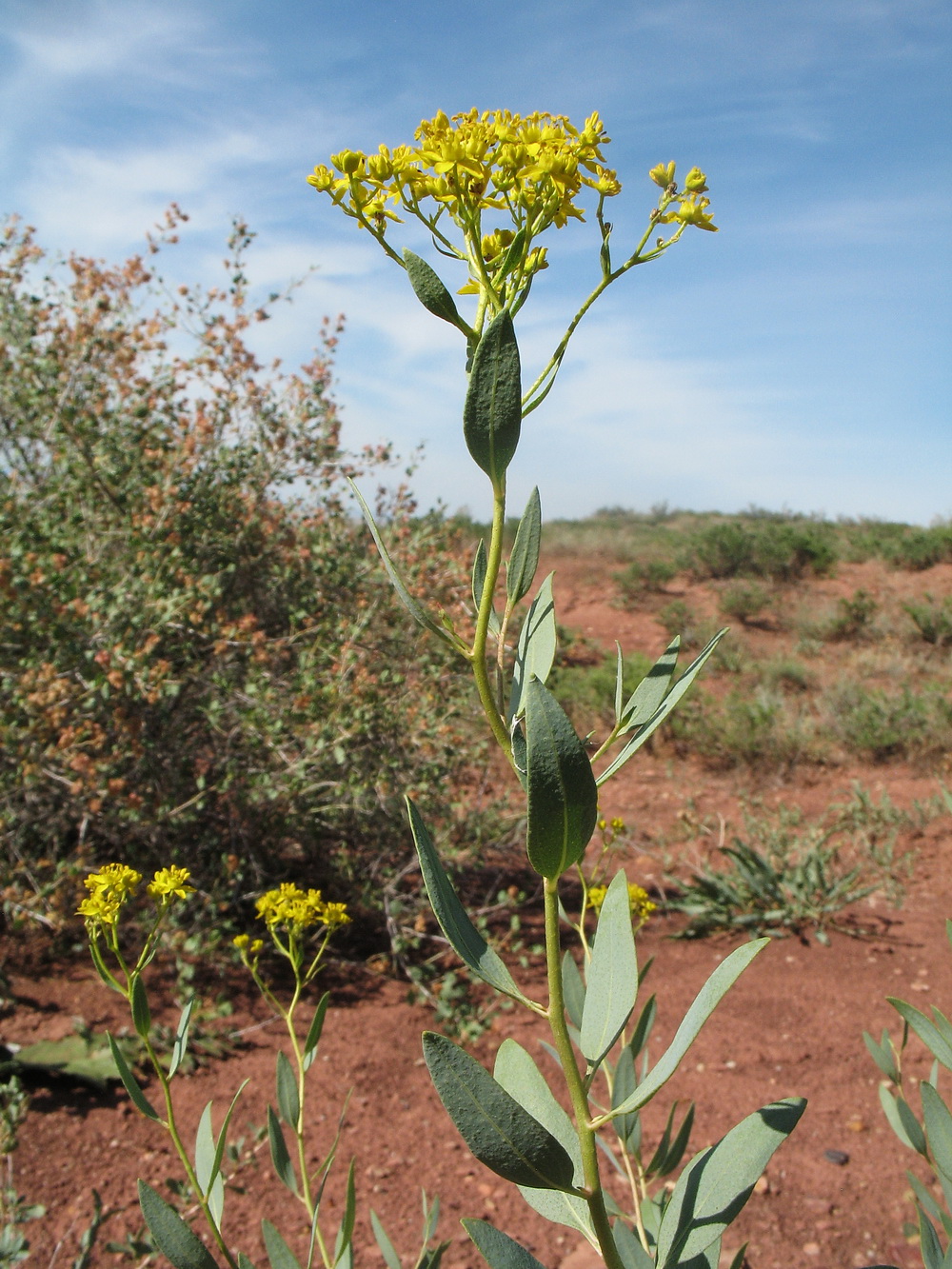 Image of Haplophyllum perforatum specimen.