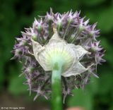 Allium cyrilli. Обёртка соцветия. Москва, БС МГУ. 04.06.2010.