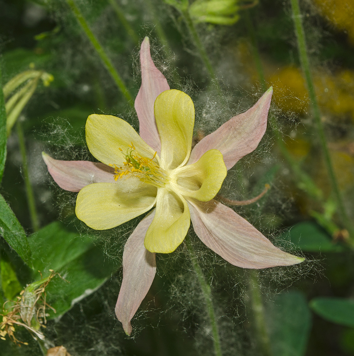 Изображение особи род Aquilegia.