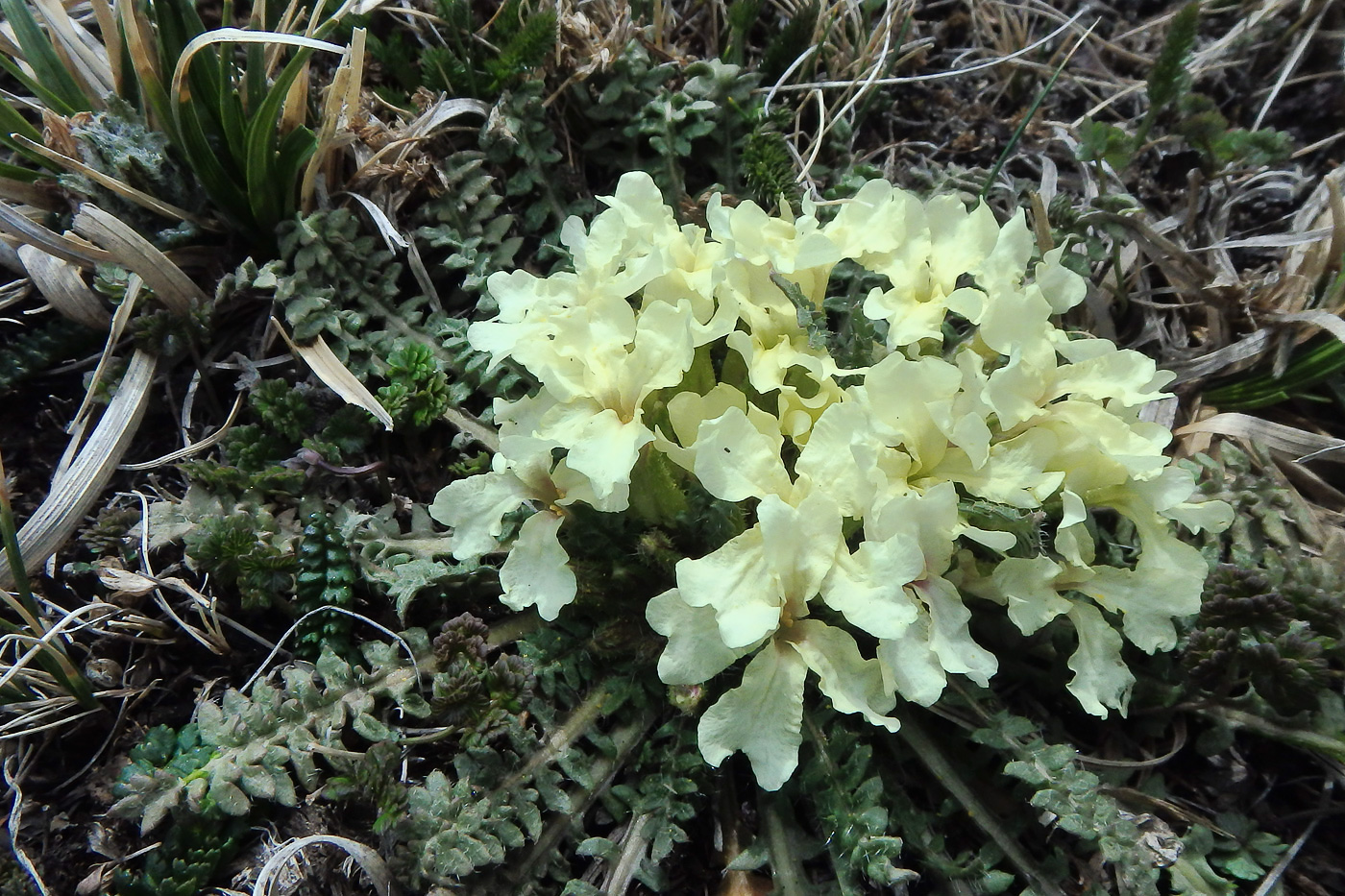 Image of genus Chorispora specimen.