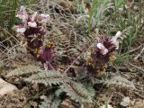 Pedicularis karatavica. Цветущее растение. Тянь-Шань, хр. Таласский, предгорная равнина по левому борту каньона Коксай, степь. 23.04.2018.