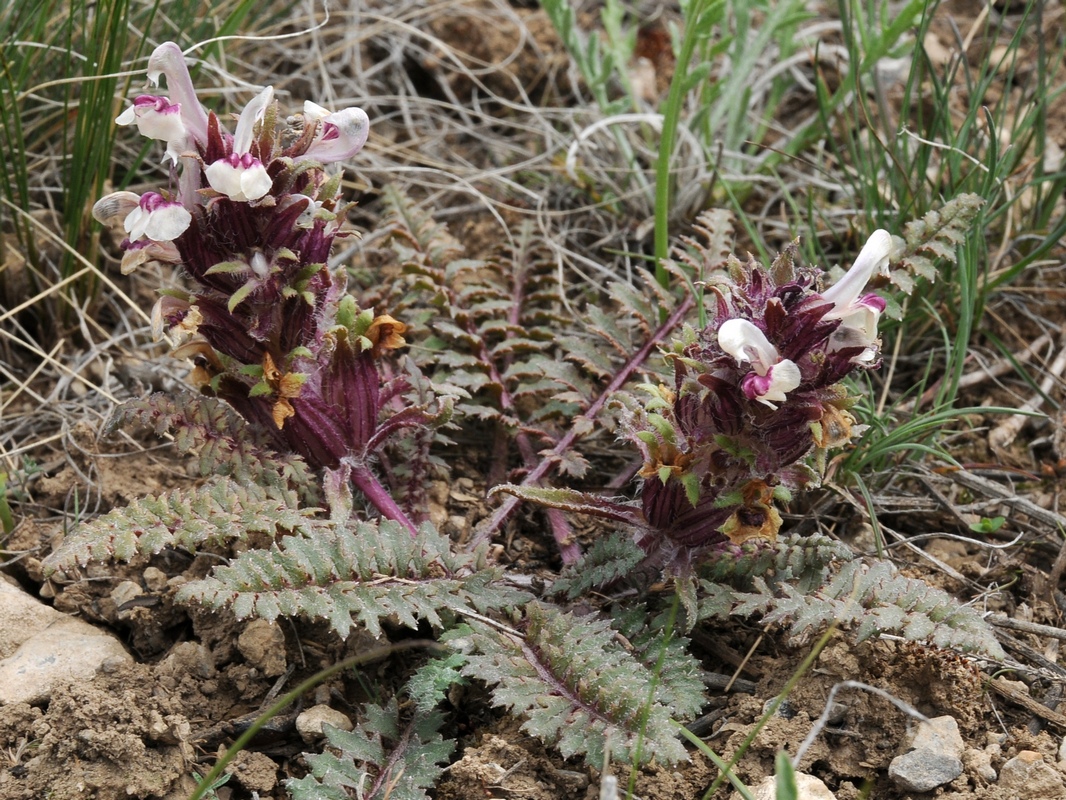 Image of Pedicularis karatavica specimen.