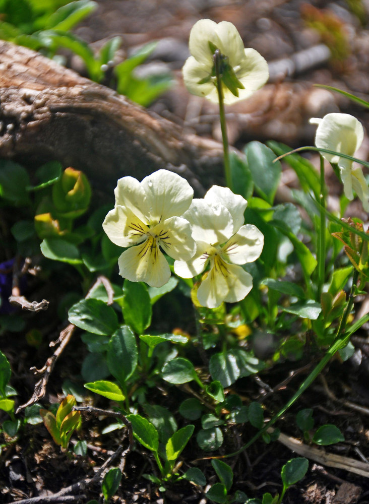 Image of Viola altaica specimen.