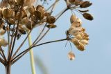 Heracleum sibiricum. Часть соплодия со зрелыми плодами. Ленинградская обл., Ломоносовский р-н, окр. дер. Глядино, суходольный злаково-разнотравный луг на известняке. 22.07.2018.