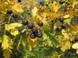 Crataegus pentagyna