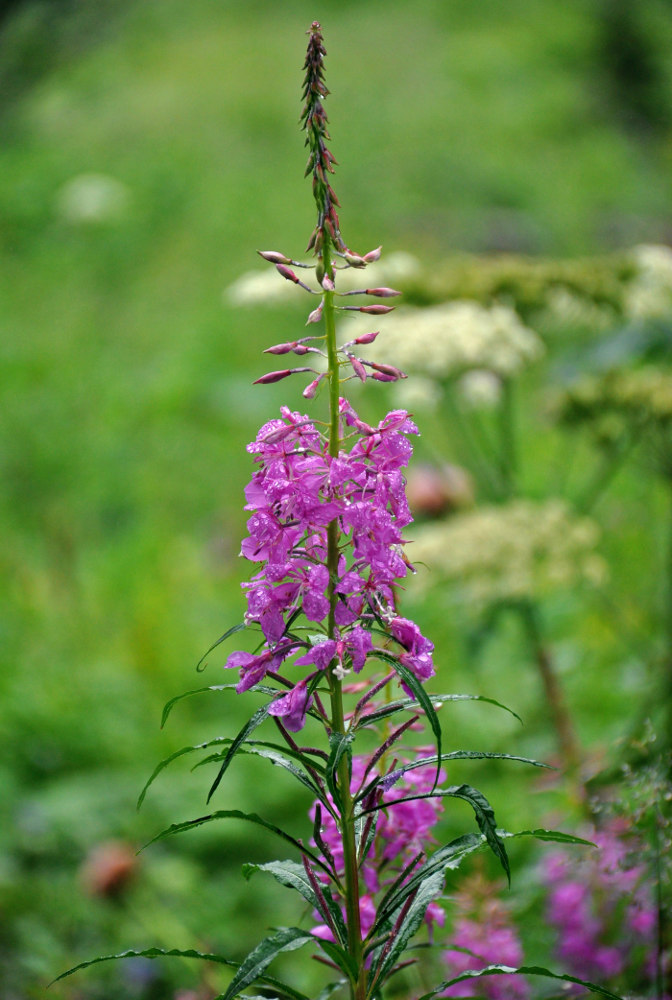 Image of Chamaenerion angustifolium specimen.