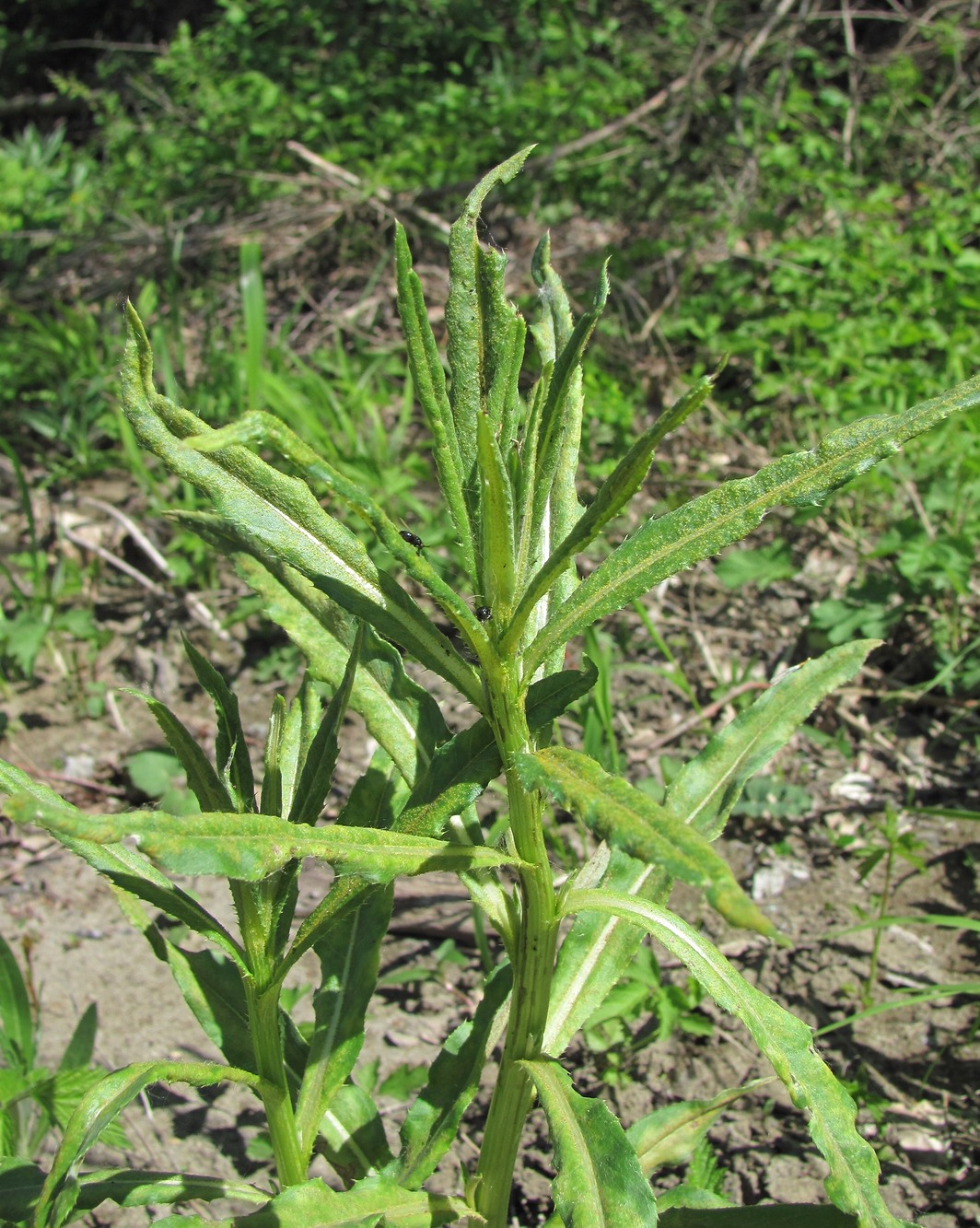 Image of Cirsium setosum specimen.