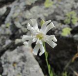 Silene linearifolia. Цветок. Кабардино-Балкария, Эльбрусский р-н, окр. пос. Эльбрус, ок. 1800 м н.у.м., скальный выход. 07.08.2018.