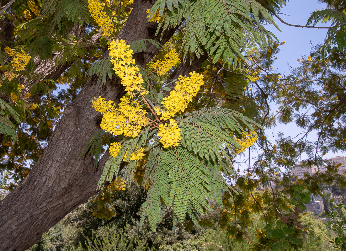 Изображение особи Peltophorum africanum.