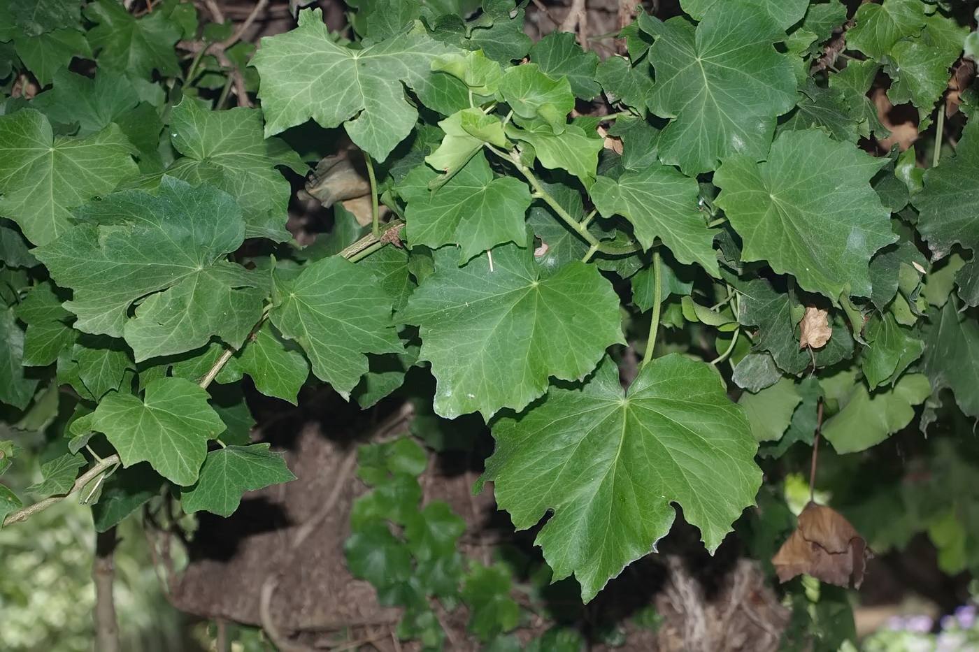 Image of Hedera helix specimen.