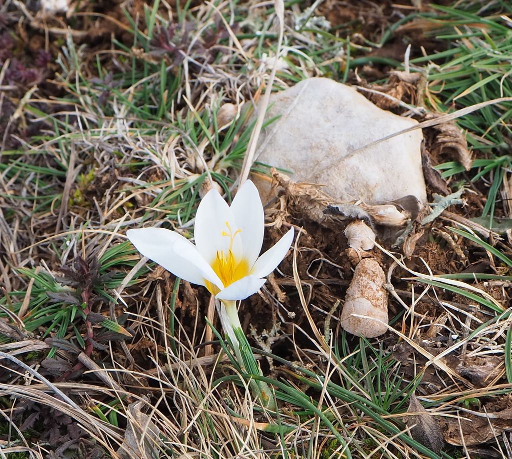 Изображение особи Crocus tauricus.